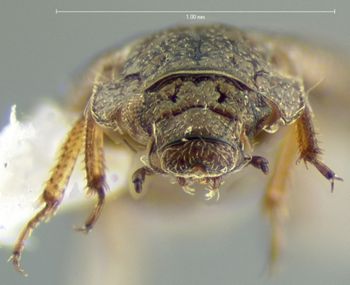 Media type: image;   Entomology 3134 Aspect: head frontal view